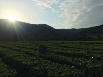 Экскурсия на плантацию чая Экскурсия на плантацию чая